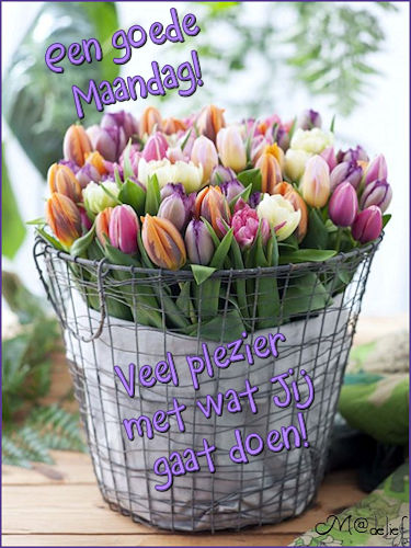 1Maandag_Tulpen_M@.…